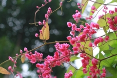 Hạt giống hoa tigon - Gói 5 hạt - khá dễ trồng và có thể thích nghi tốt với nhiều điều kiện khí hậu