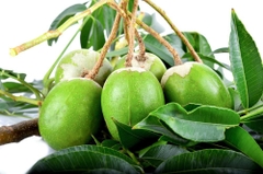 Hạt Giống Cây Cóc Thái