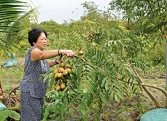 Hạt Giống Cây Cóc Thái