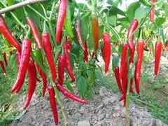 Hạt Giống Ớt Chỉ Địa F1