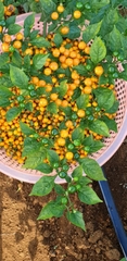 Hạt giống Ớt Peru Aji Charapita giống ớt mắc nhất thể giới