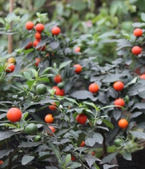 Hạt Giống Ớt Kiểng Quả Tròn