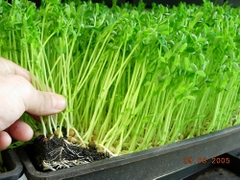 Hạt Giống Rau mầm đậu Hà Lan - Gói 50gram