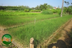 Hạt Giống Cây Phi Lao