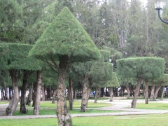 Hạt Giống Cây Phi Lao