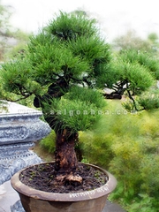 Hạt Giống Cây Phi Lao