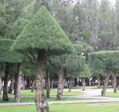 Hạt Giống Cây Phi Lao