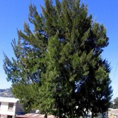 Hạt Giống Cây Phi Lao