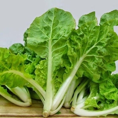 Hạt Giống Rau Cải Bẹ Dún