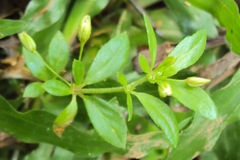 Hạt Giống Rau Đắng Đất