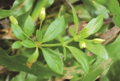 Hạt Giống Rau Đắng Đất