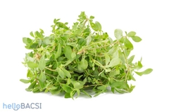 Hạt Giống Rau Đắng Đất