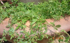 Hạt Giống Rau Đắng Đất