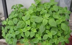 Hạt Giống Rau Kinh Giới Cao Sản - Gói 2gram