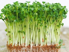Hạt giống mầm cải thìa (pak choy sprouts) - Gói 20gram