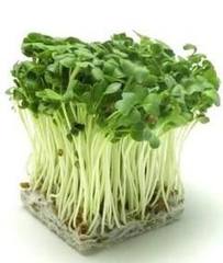 Hạt Giống Rau Mầm Hướng Dương - Gói 50gram