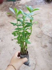 Hạt Giống Sâm Đất Thổ Sâm