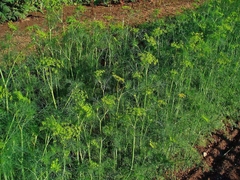 Hạt Giống Rau Thì Là Bốn Mùa - Gói 10gram