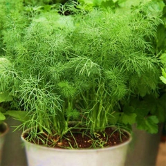 Hạt Giống Rau Thì Là Bốn Mùa - Gói 10gram