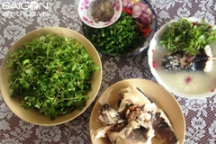 Hạt Giống Rau Đắng Đất