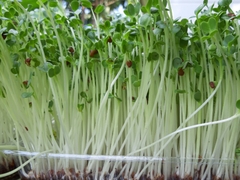 Hạt Giống Rau Mầm Củ Cải Trắng - Gói 20gram