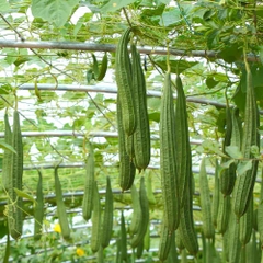 Hạt Giống Mướp Khía Thái Lan F1