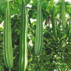 Hạt Giống Mướp Khía Thái Lan F1
