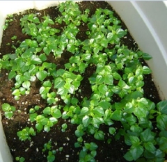 Hạt Giống Rau Càng Cua - Gói 0.5gram