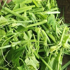 Hạt Giống Bầu Ngọn (Siêu đọt)