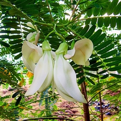 Hạt Giống Bông So Đũa Trắng