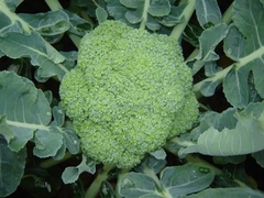 Hạt Giống Súp Lơ Xanh - Gói 0.2 Gram