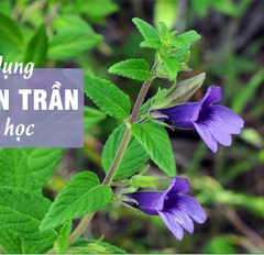 Hạt Giống Cây Nhân Trần