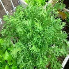 Hạt giống rau cải đuôi phượng xanh