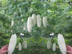 Hạt Giống Khổ Qua Bạch Tuyết F1