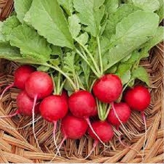 Hạt Giống Củ Cải Đỏ Tròn F1