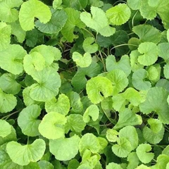 Hạt Giống Rau Má Lá Nhỏ