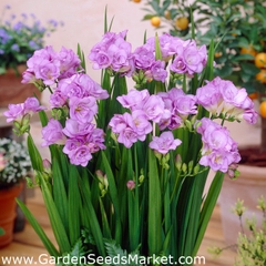 Củ Giống Hoa Lan Nam Phi Nhiều Màu ( Bộ 5 củ )