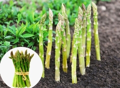 Hạt Giống Măng Tây Xanh F1