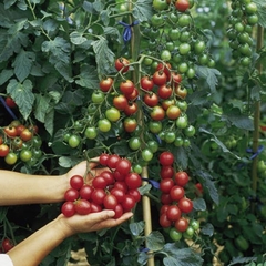 Hạt Giống Cà Chua Bi Đỏ (Cà Chua Cherry) F1