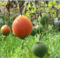 Hạt Giống Quả Gấc Cao Sản