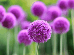 Hạt Giống Hoa Bồ Công Anh Tím