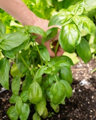Hạt Giống Rau Húng Tây Basil Ý - Gói 100 hạt