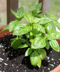 Hạt Giống Rau Húng Tây Basil Ý - Gói 100 hạt