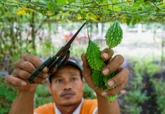 Hạt Giống Khổ Qua Rừng