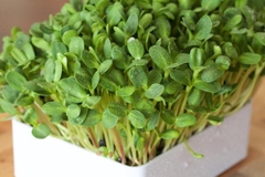 Hạt Giống Rau Mầm Hướng Dương - Gói 50gram