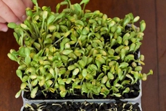 Hạt Giống Rau Mầm Hướng Dương - Gói 50gram