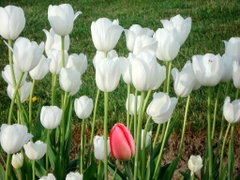 Bộ 5 củ giống hoa tulip hoa màu trắng