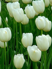 Bộ 5 củ giống hoa tulip hoa màu trắng