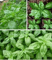 Hạt Giống Rau Húng Tây Basil Ý - Gói 100 hạt
