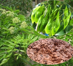 Hạt Giống Cây Sưa Đỏ